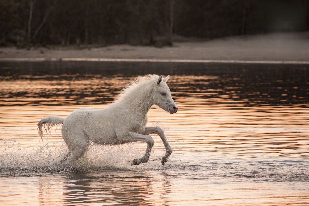 Lichte pony rent door het water