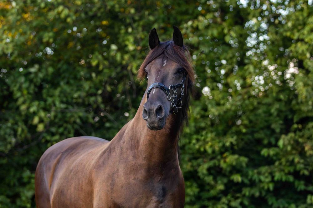 Zwart paard in bos