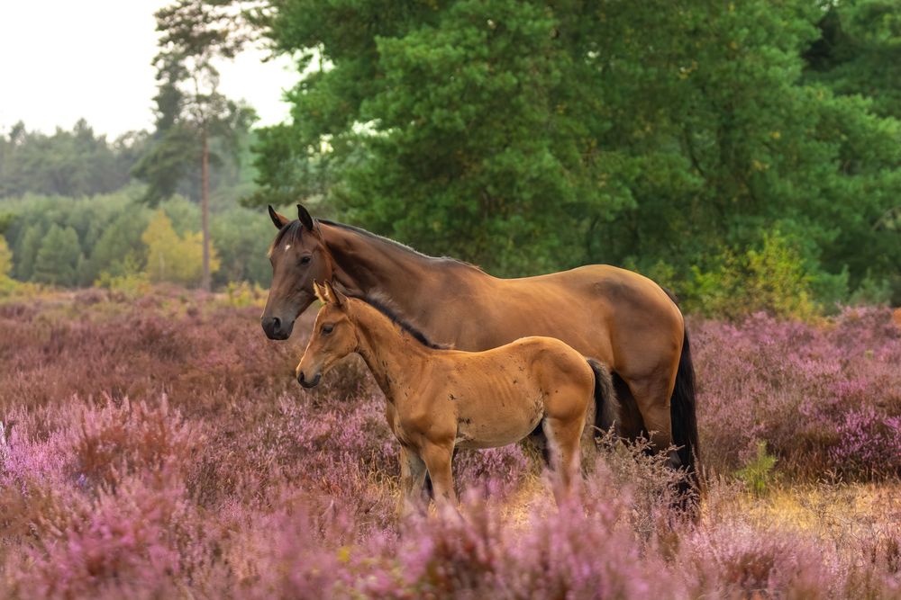 Bruine merrie met veulen staan in de heide.