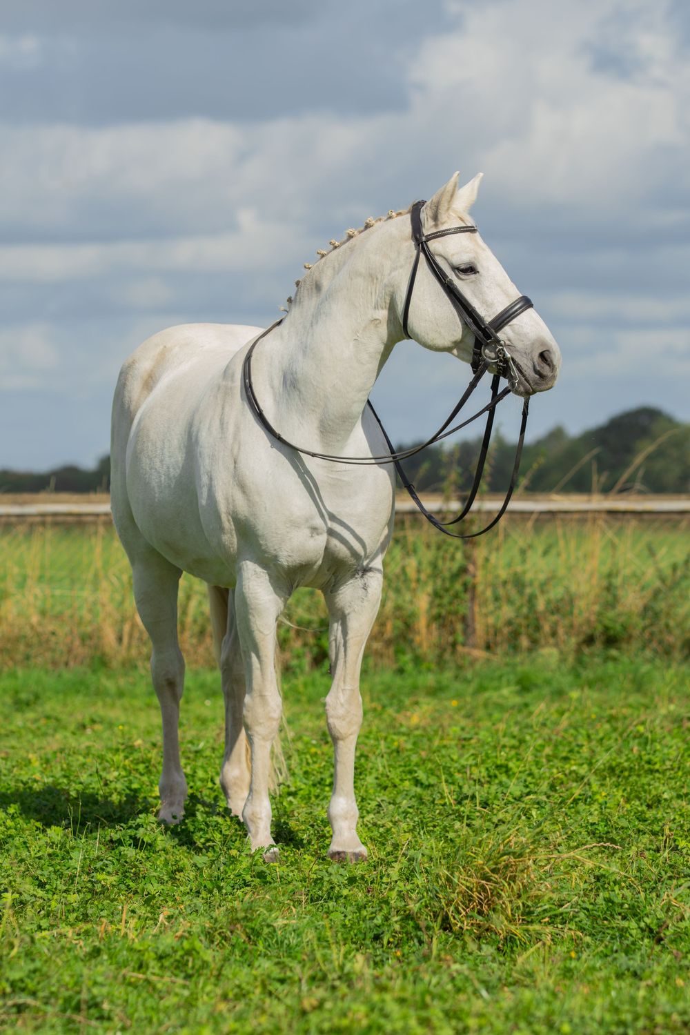 wit paard in wei