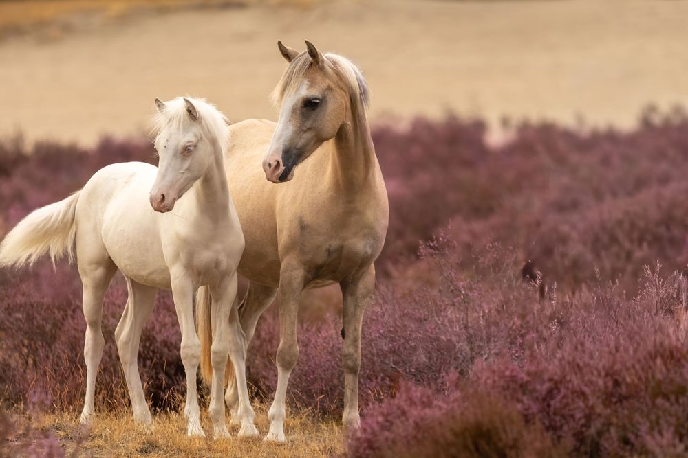 Lichtbruine merrie staat met haar witte veulen dicht tegen zich aan op de heide.