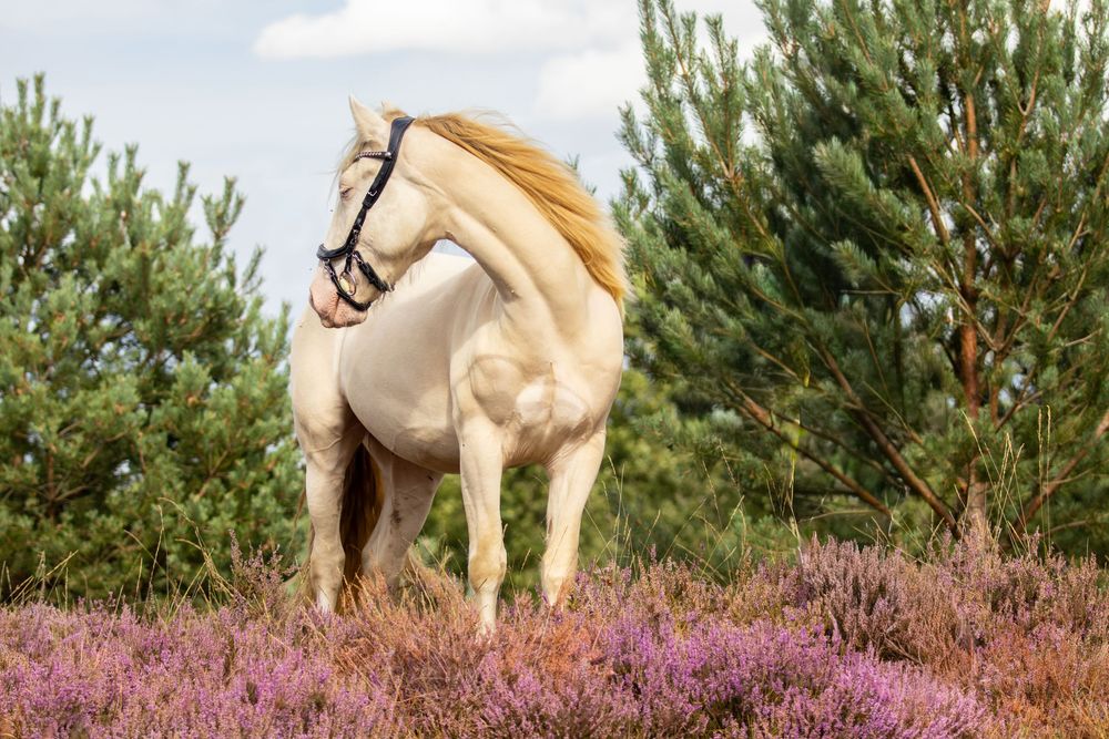 palemino paard op de heide