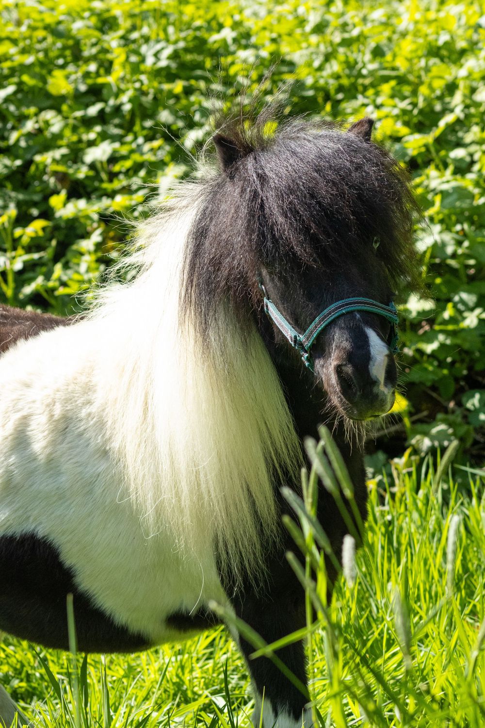Bonte pony staat voor groene achtergrond.