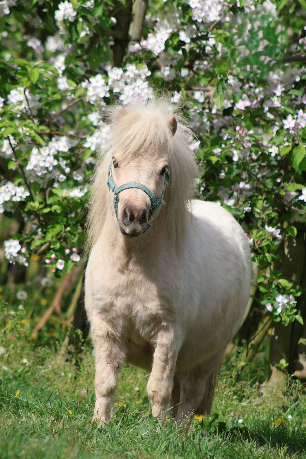 Lichte pony staat voor de witte bloesem in het gras.