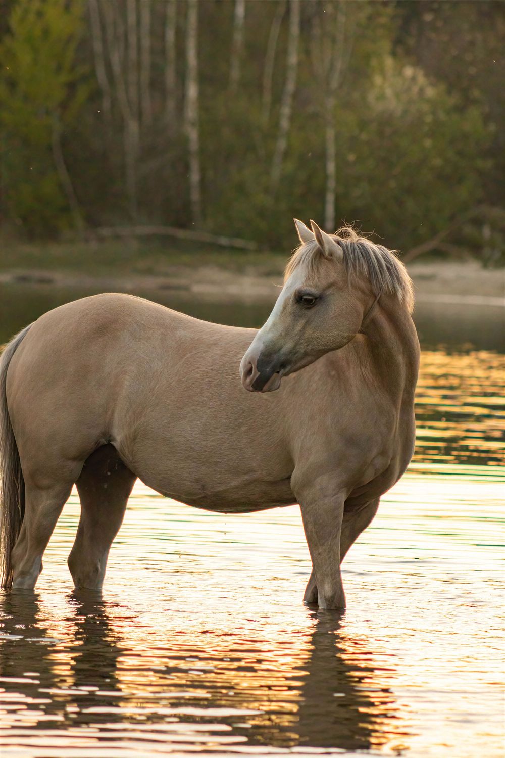Licht bruin paard staat in het water.