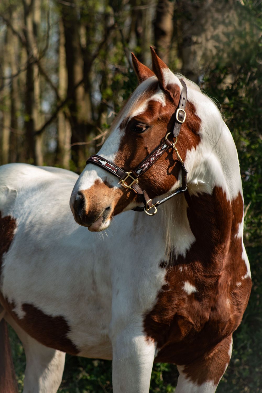 Bont paard staat voor bossige achtergrond.