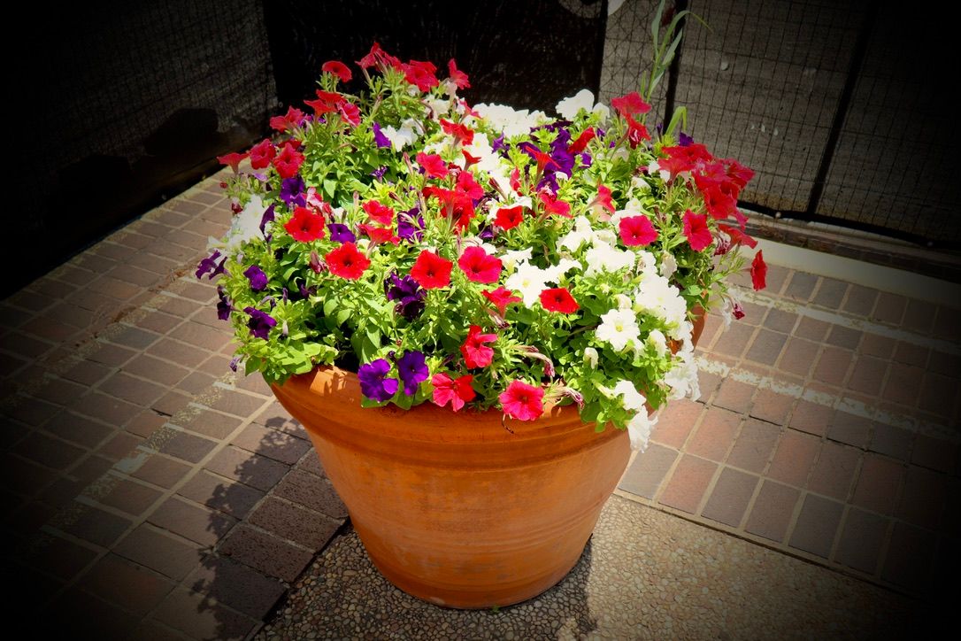 Colorful petunias in red, white, and purple bloom in a large terracotta pot on a brick patio.