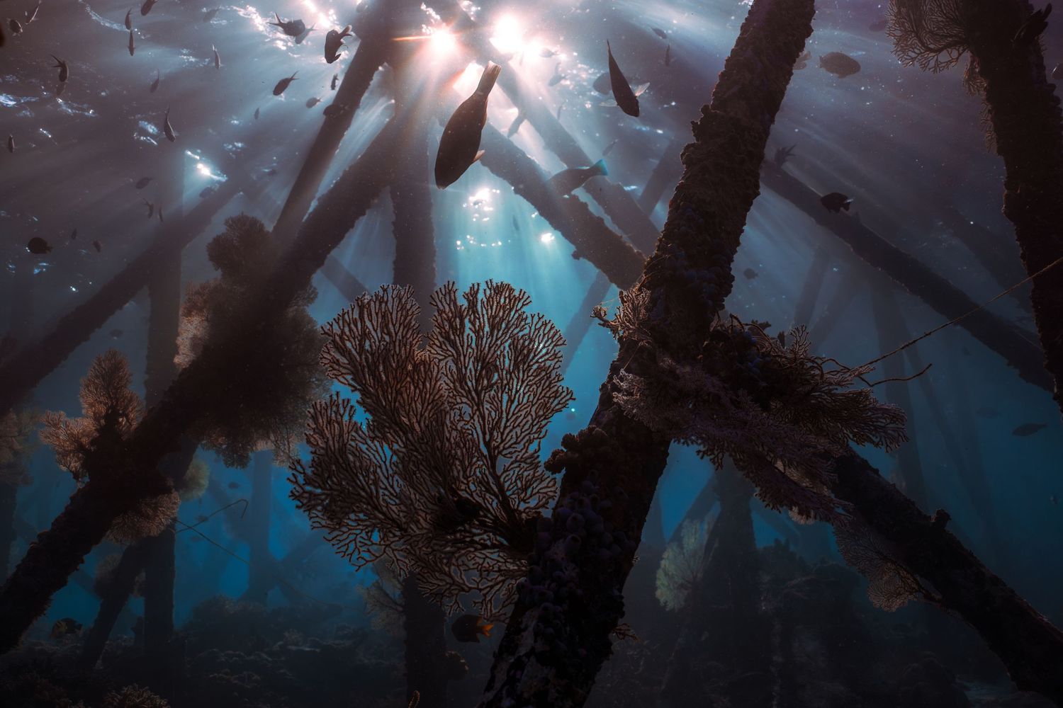 Sunbeams filtering through underwater pier pylons covered in coral and sea fans with fish swimming above.