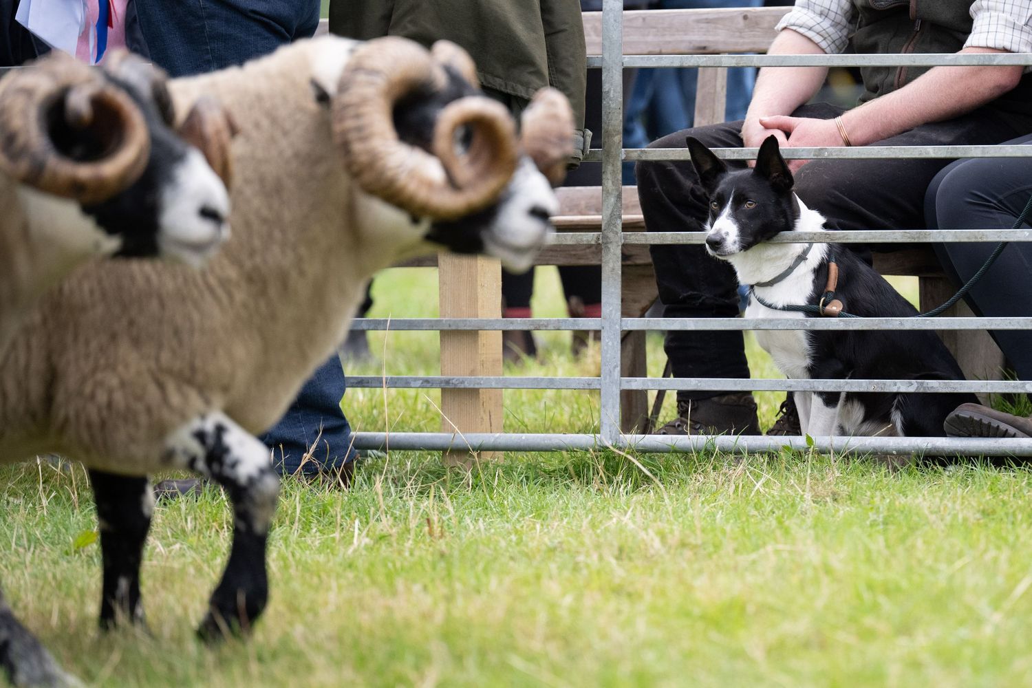 Collie dog watching sheep from the Ringside