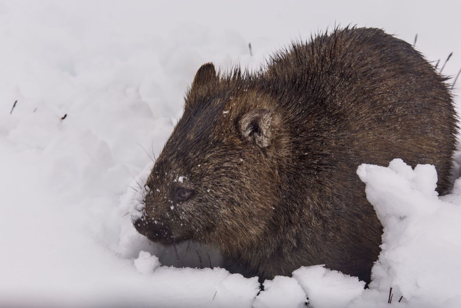 A wild boar foraging through deep snow in winter, its dark bristly fur dusted with snowflakes.