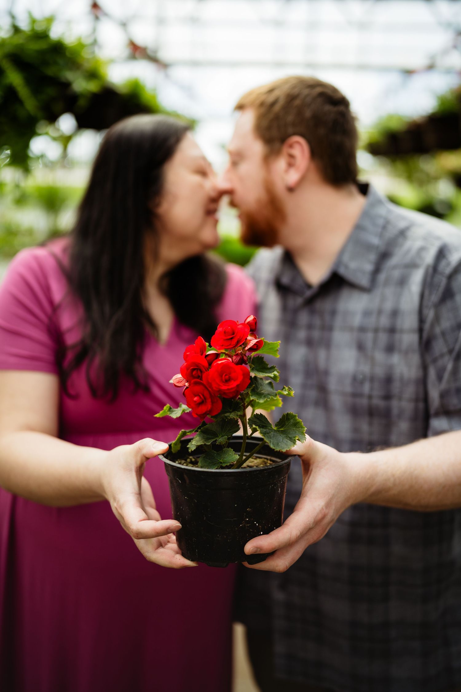 Couple sharing a kiss while holding a potted red begonia plant in a lush greenhouse setting.