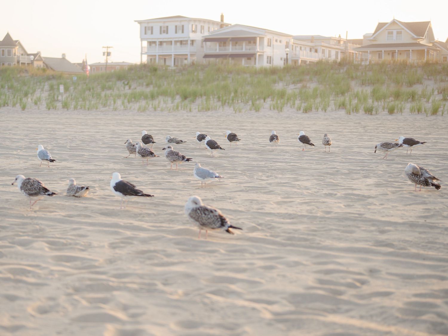 Seagulls on the beach in new jersey.