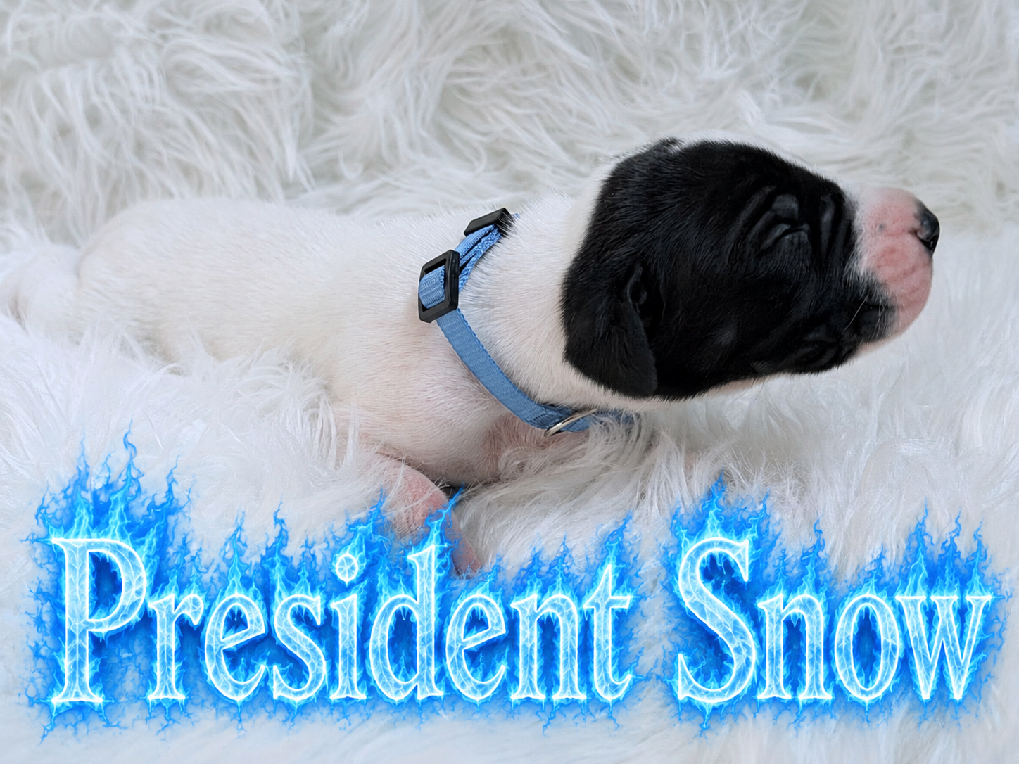 A black and white puppy with a blue collar resting on white fur, labeled President Snow.