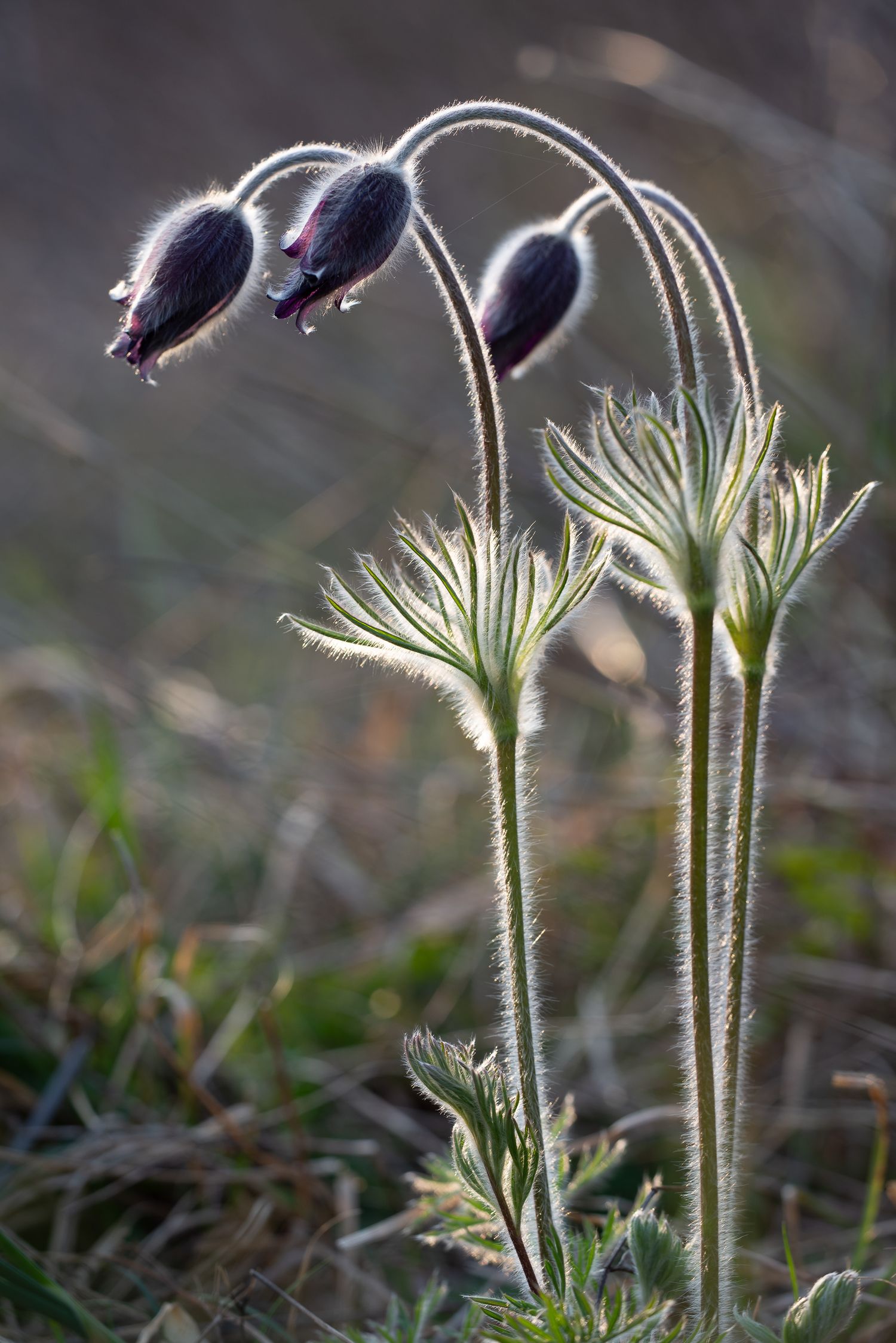 Pulstatilla alpina