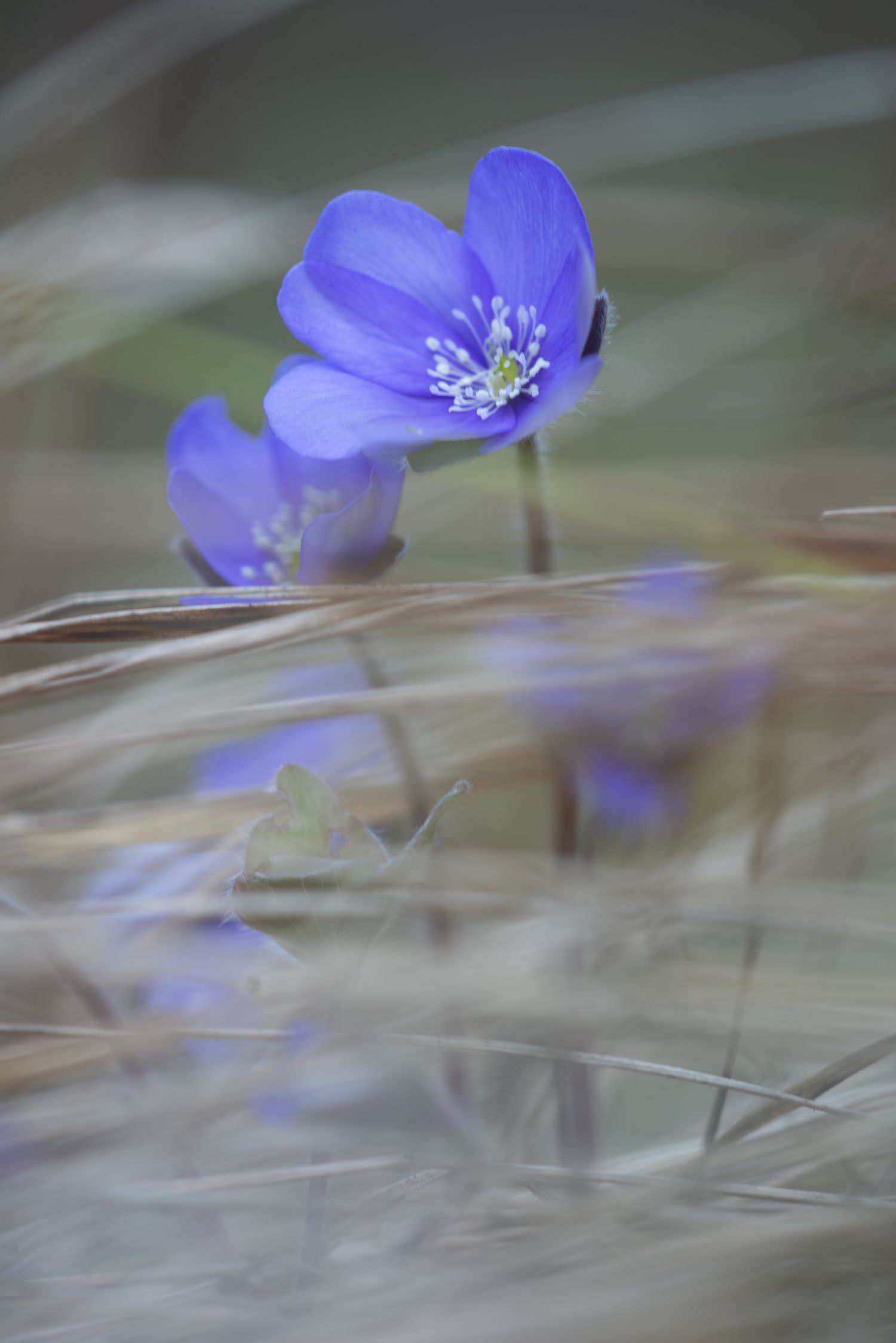 scatto di fiore nella valle di inzino