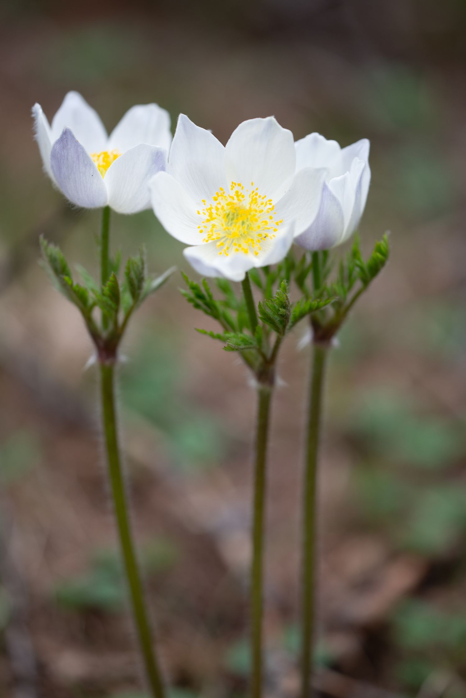 Anemone bianco in valle d'aosta
