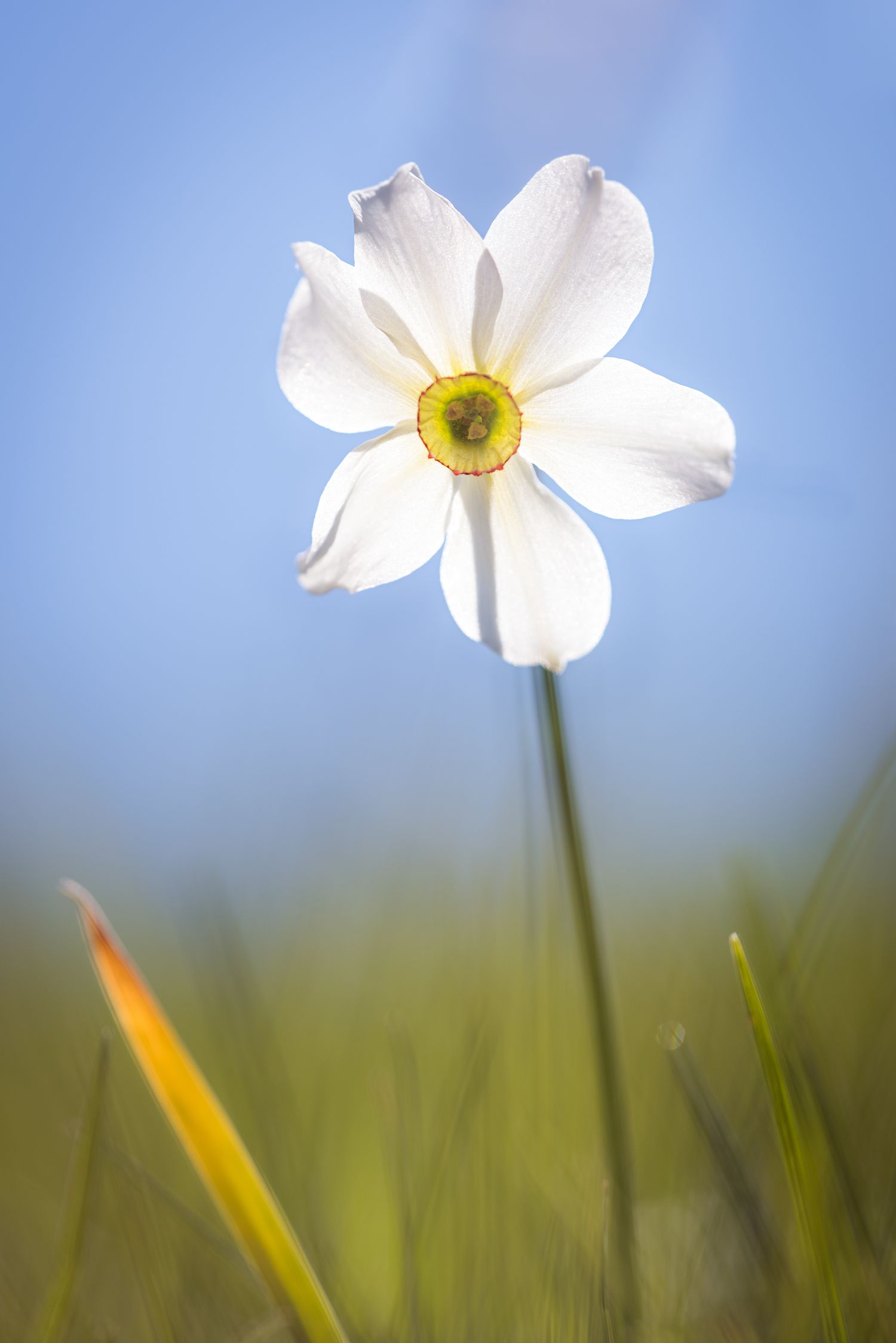 Narciso immerso nel verde