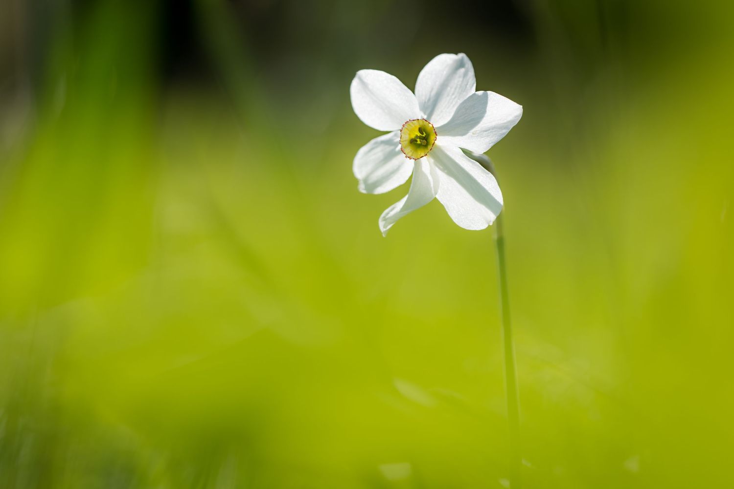 Narciso immerso nel verde