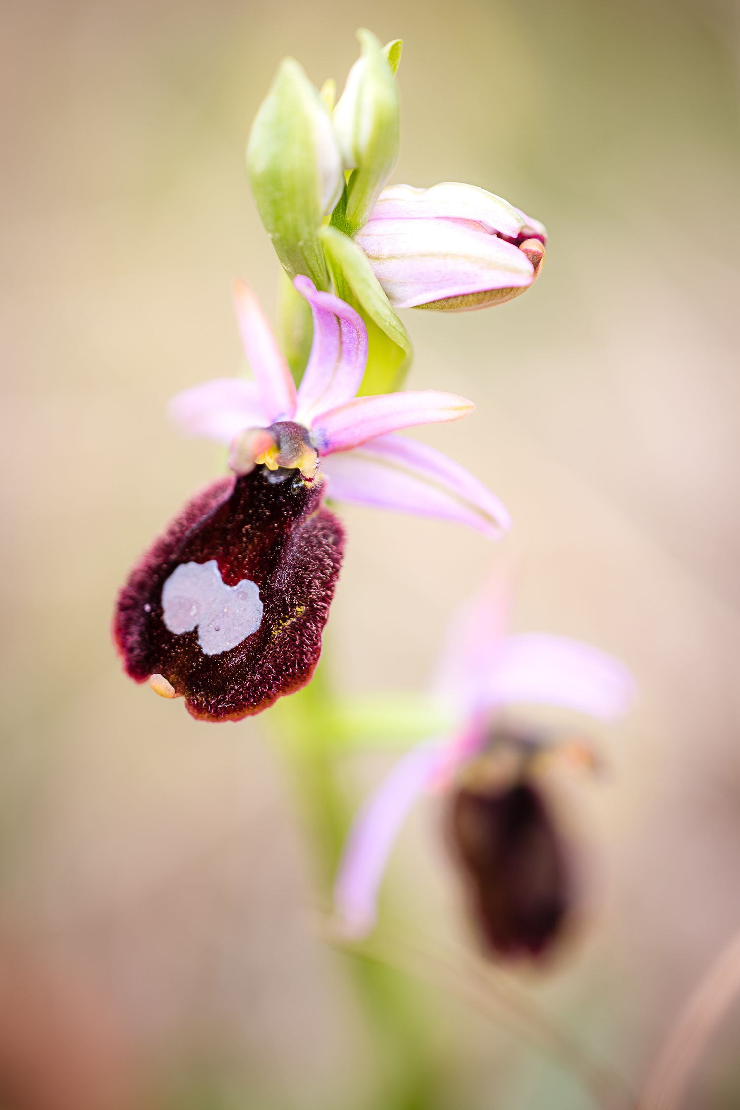 Orchidea