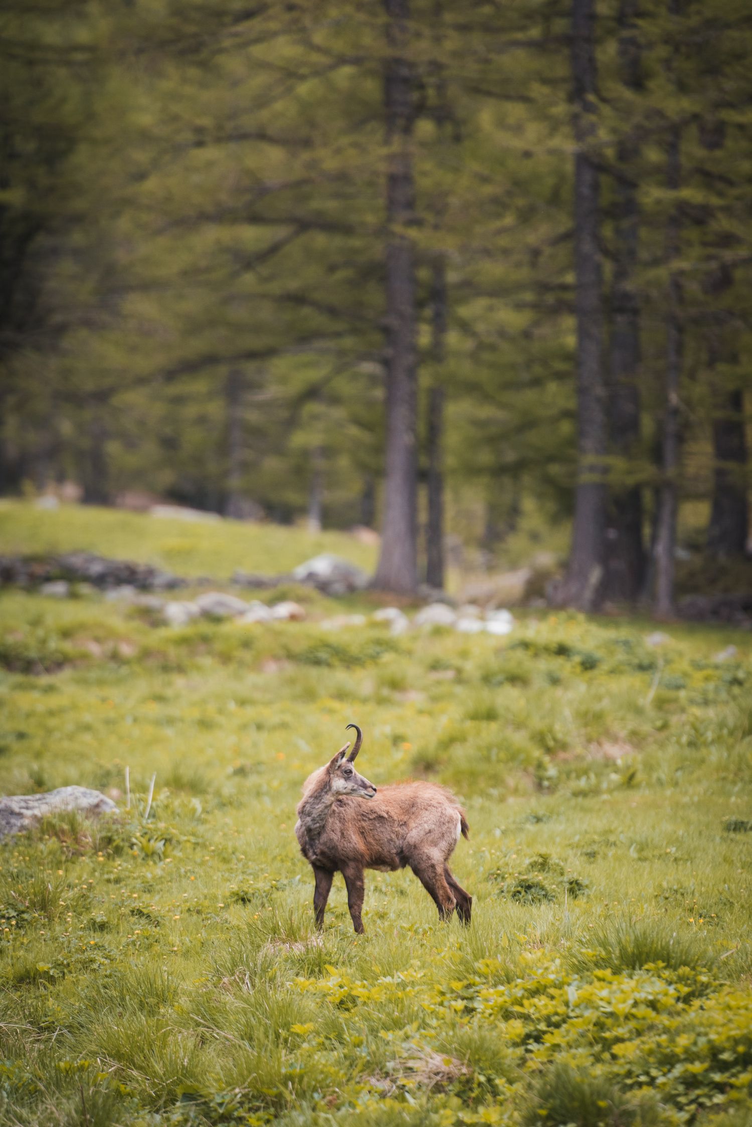 Camoscio in ambiente naturale in Valle d'Aosta