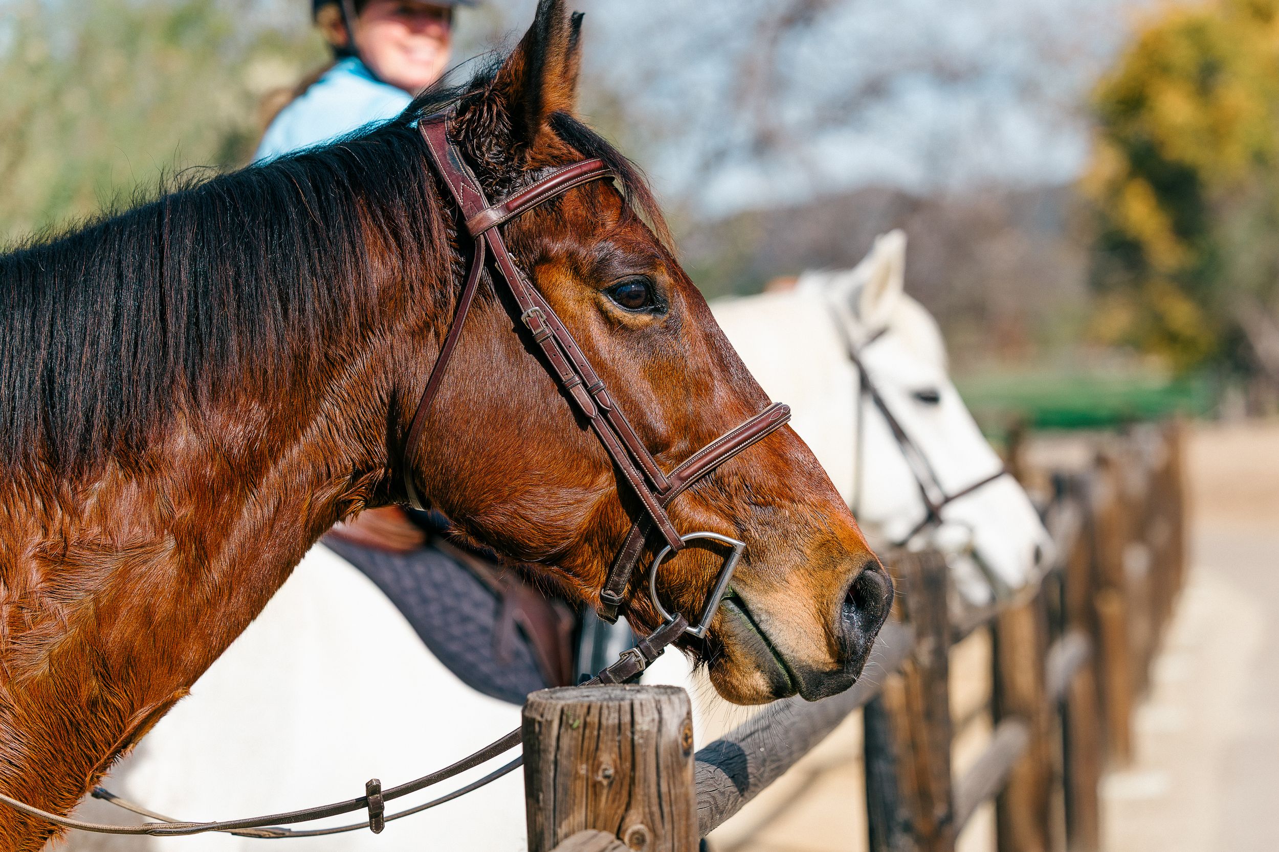A chestnut horse wearing a bridle stands at a wooden fence rail during an equestrian riding session outdoors.