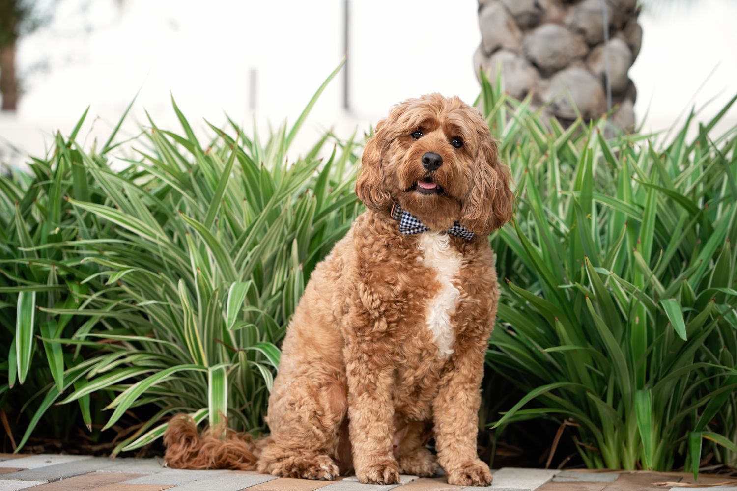 Houston animal portrait photographer captures a close-up dog portrait with natural light.
