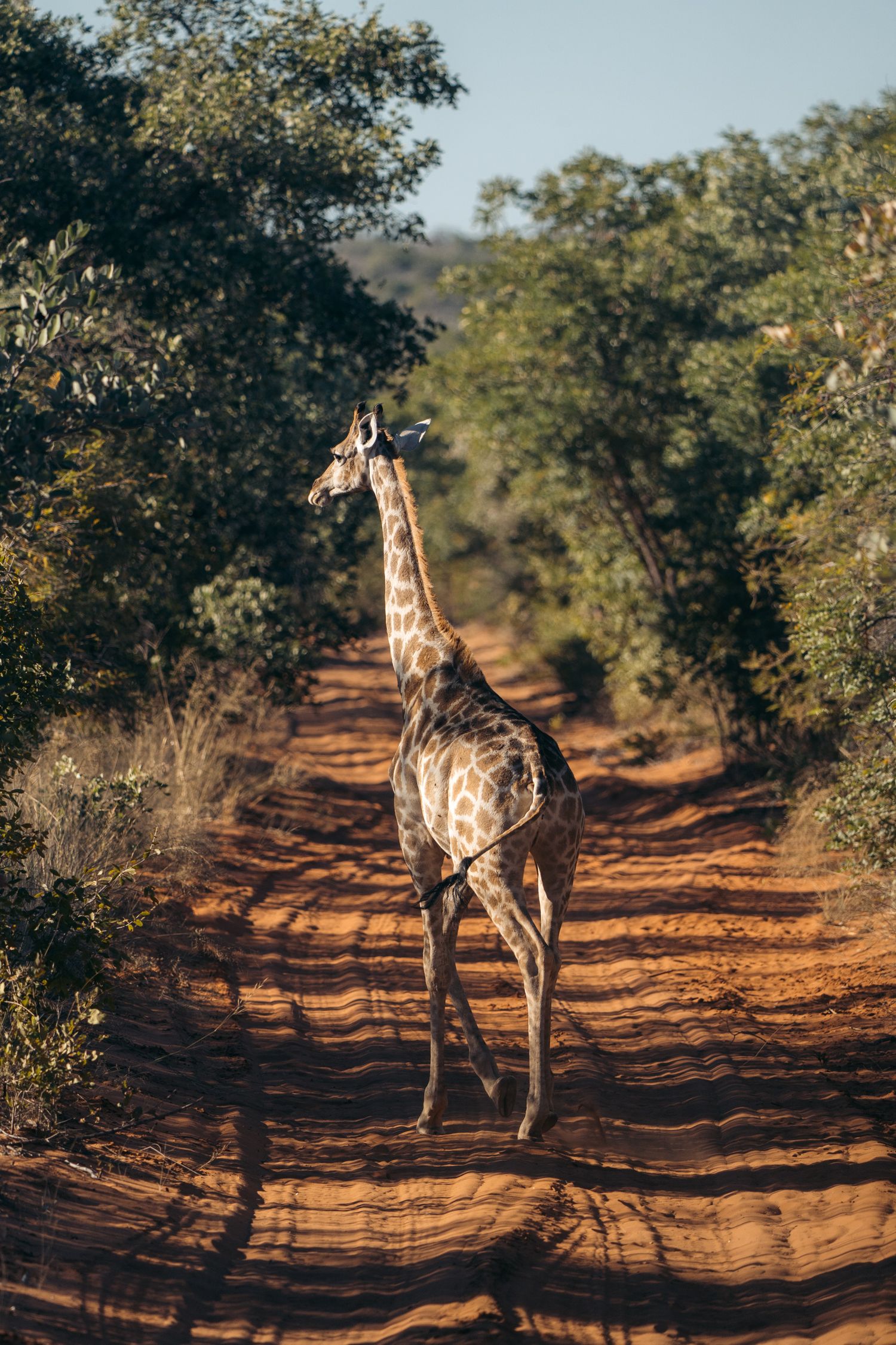 girafe qui marche sur une piste de sable rouge à waterberg