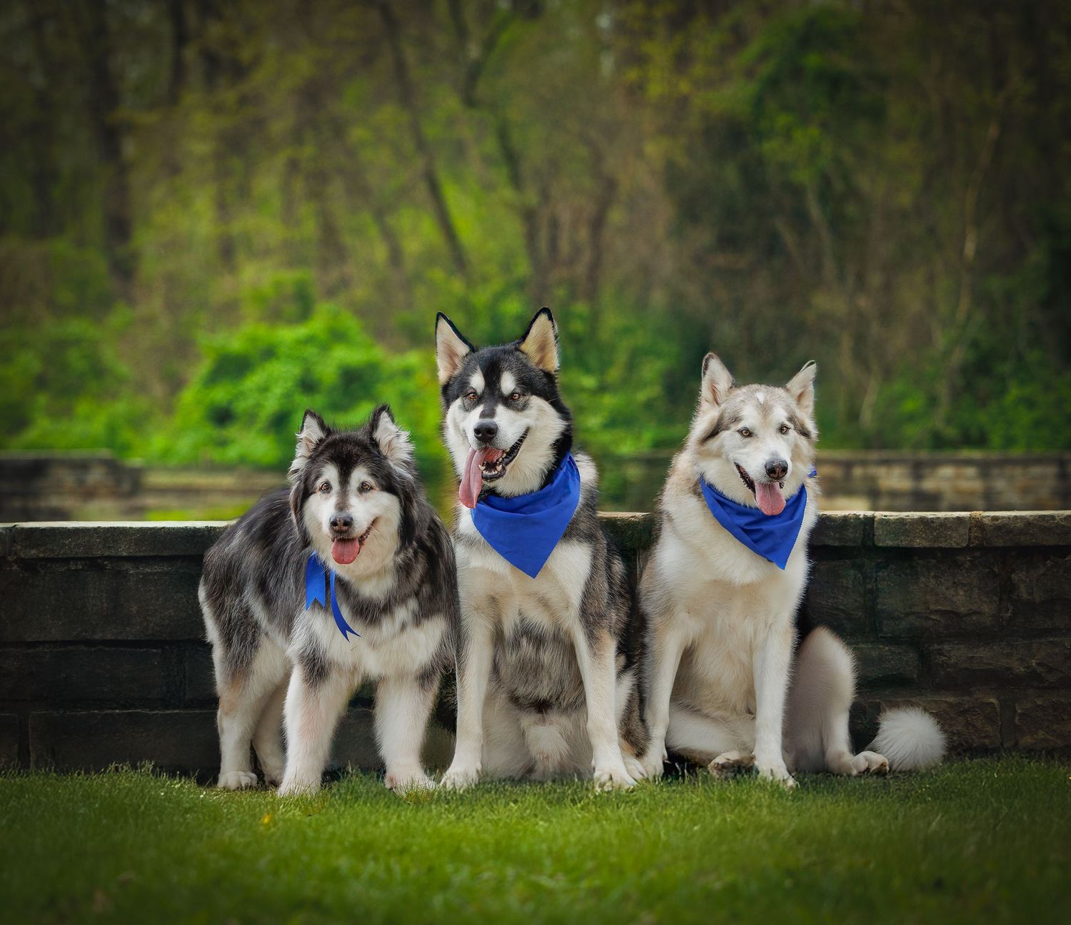Three Alaskan Malamute dogs wearing blue bandanas sit together on green grass with trees in the background.