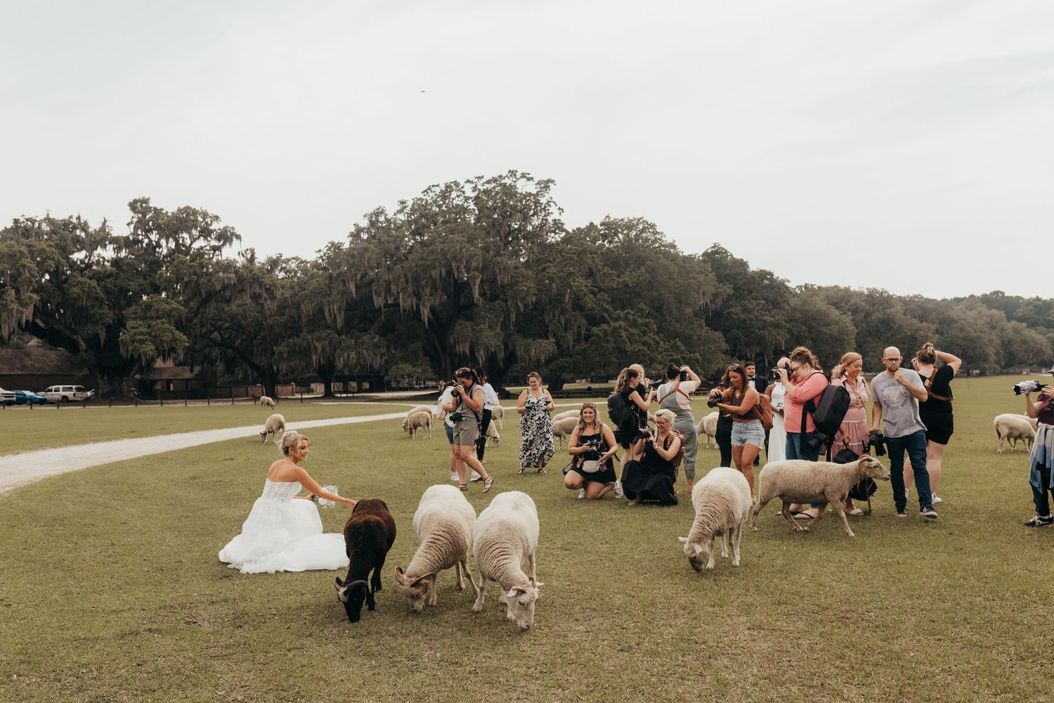 Bride in white gown walks with alpacas at outdoor wedding venue surrounded by guests on green lawn.