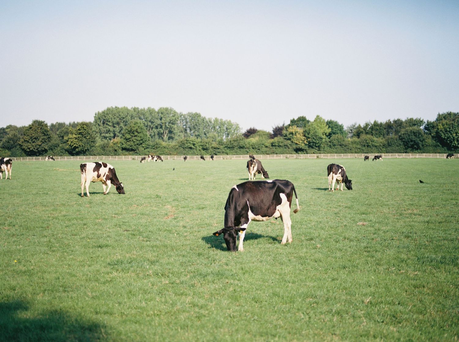 Black and white dairy cows grazing on lush green pasture with trees in background on a clear day.