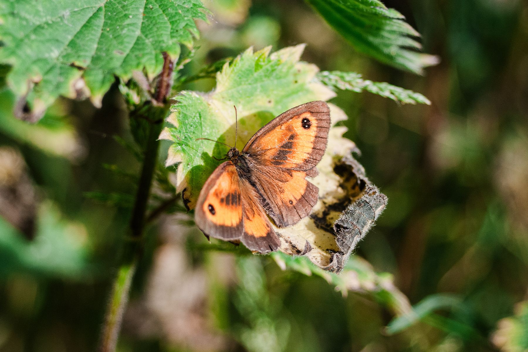 Gatekeeper butterfly with brown eyespots resting on a green leaf surrounded by lush foliage in natural habitat.
