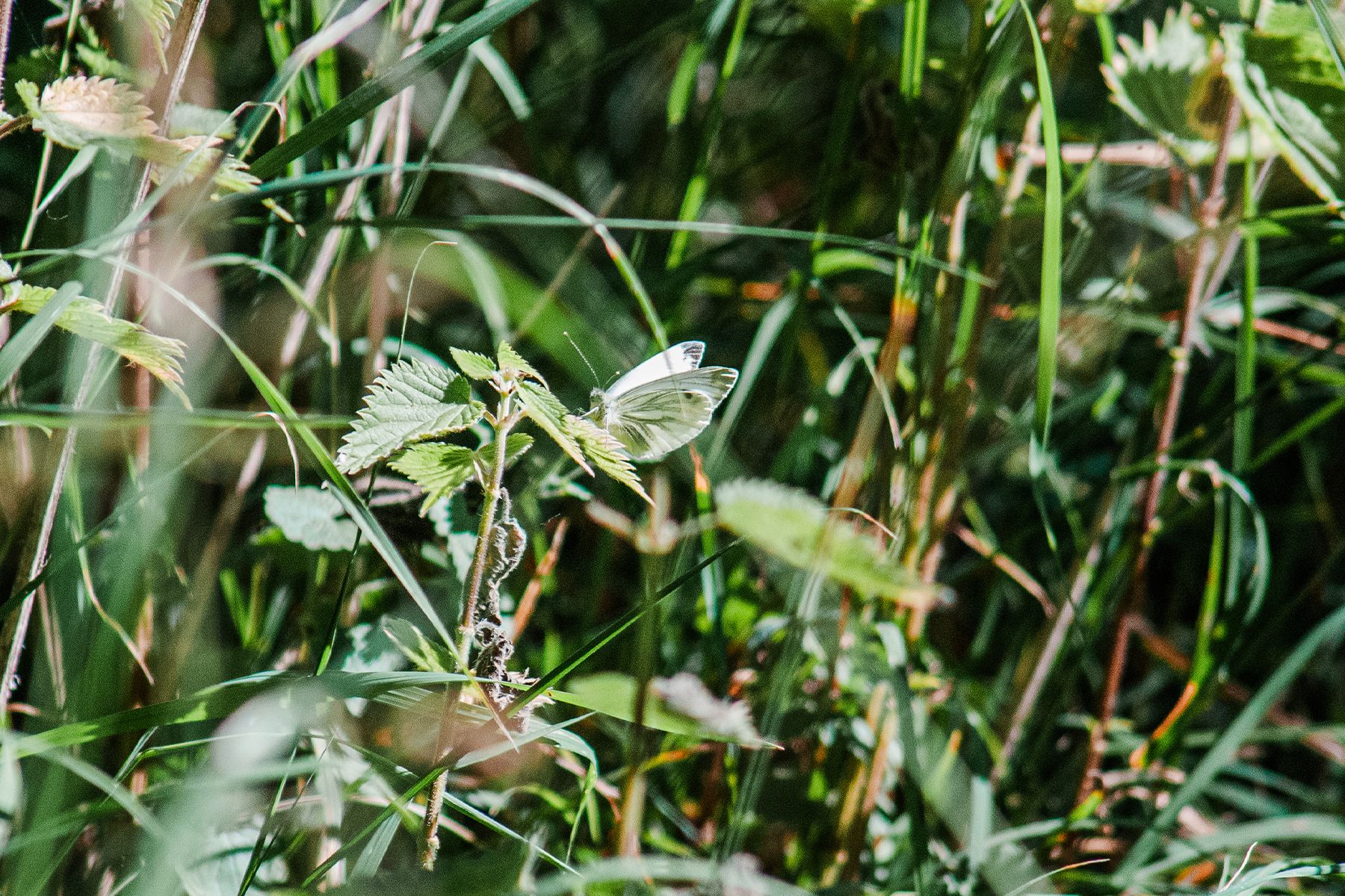 A  green-veined white butterfly resting on green plant leaves surrounded by lush wild grass and vegetation in nature.