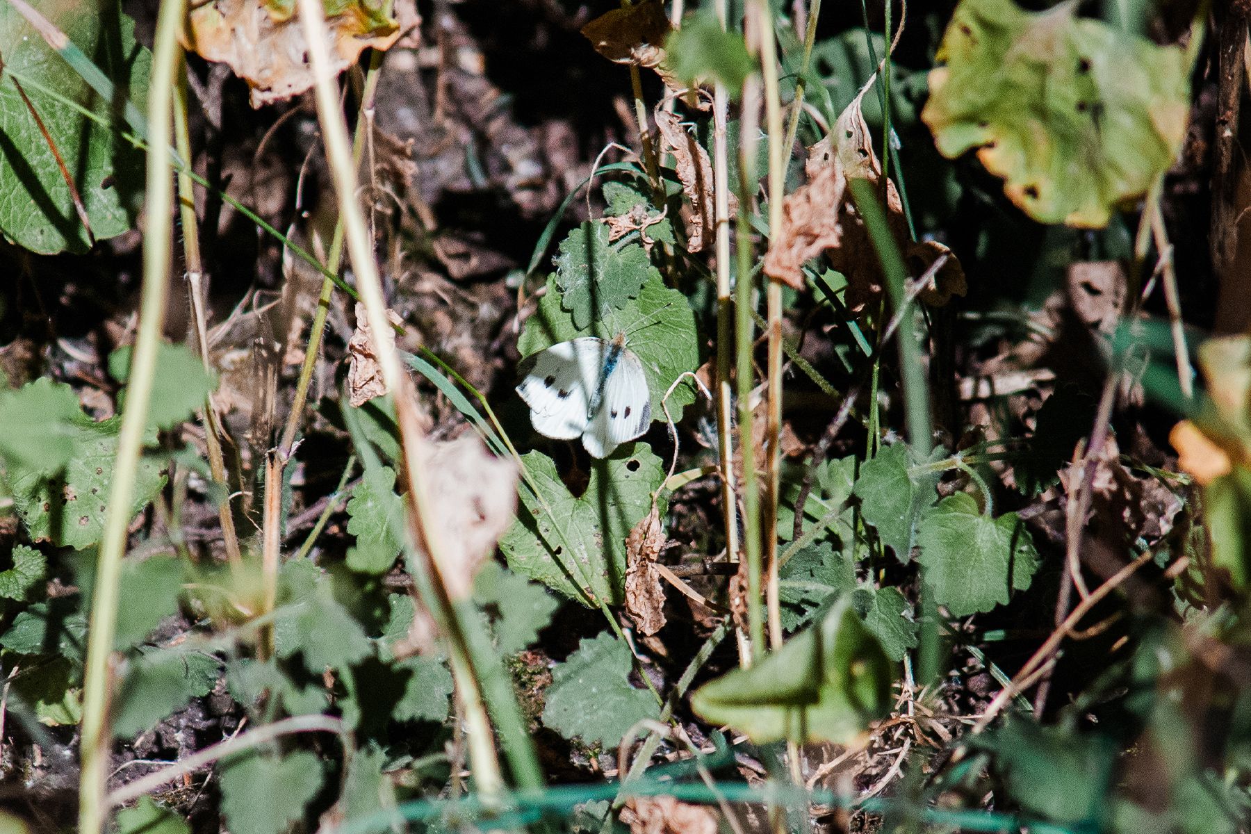 A large white butterfly among green leaves and tangled stems in a natural outdoor setting.
