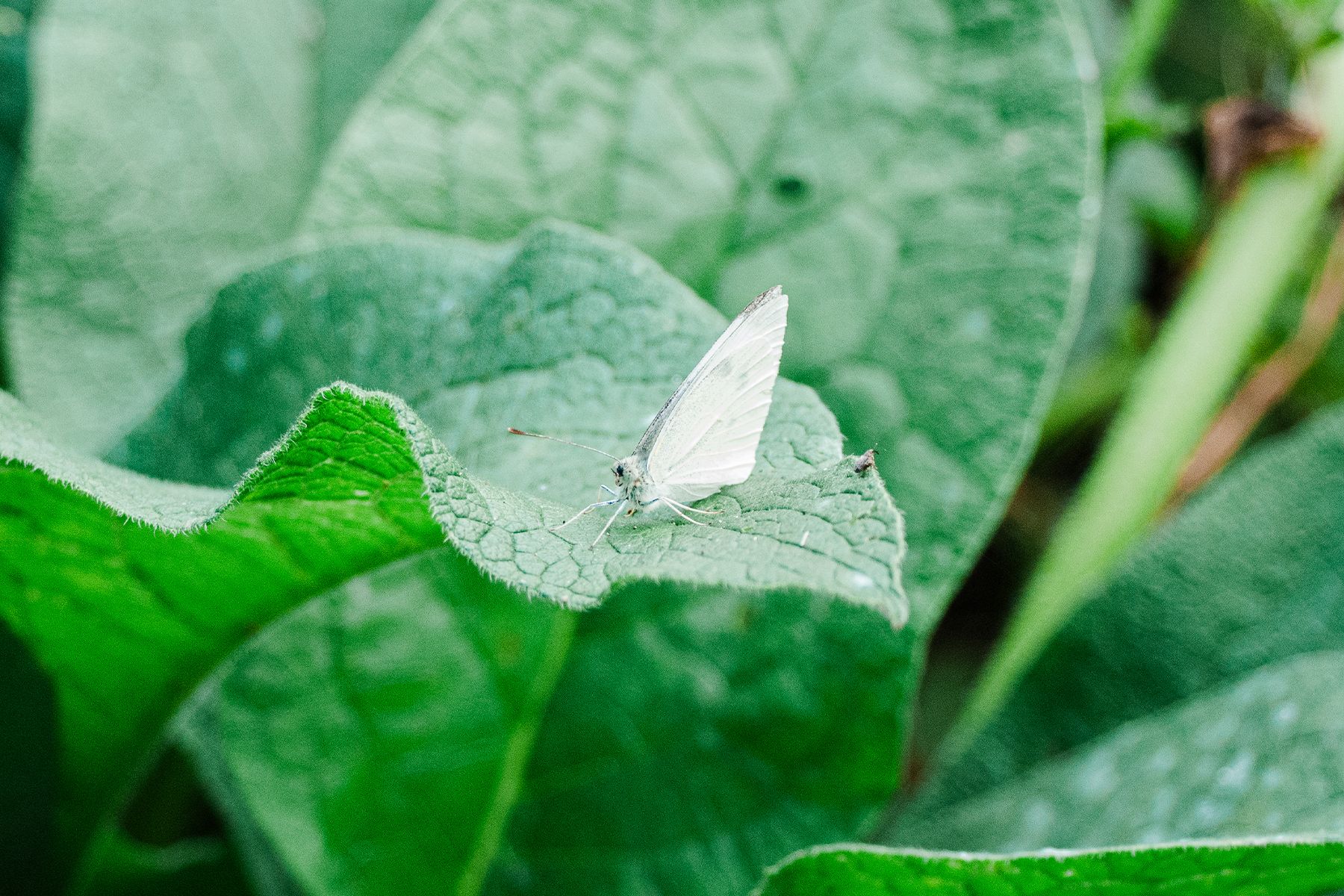 A small white butterfly resting on a large green leaf surrounded by lush foliage in a garden setting.