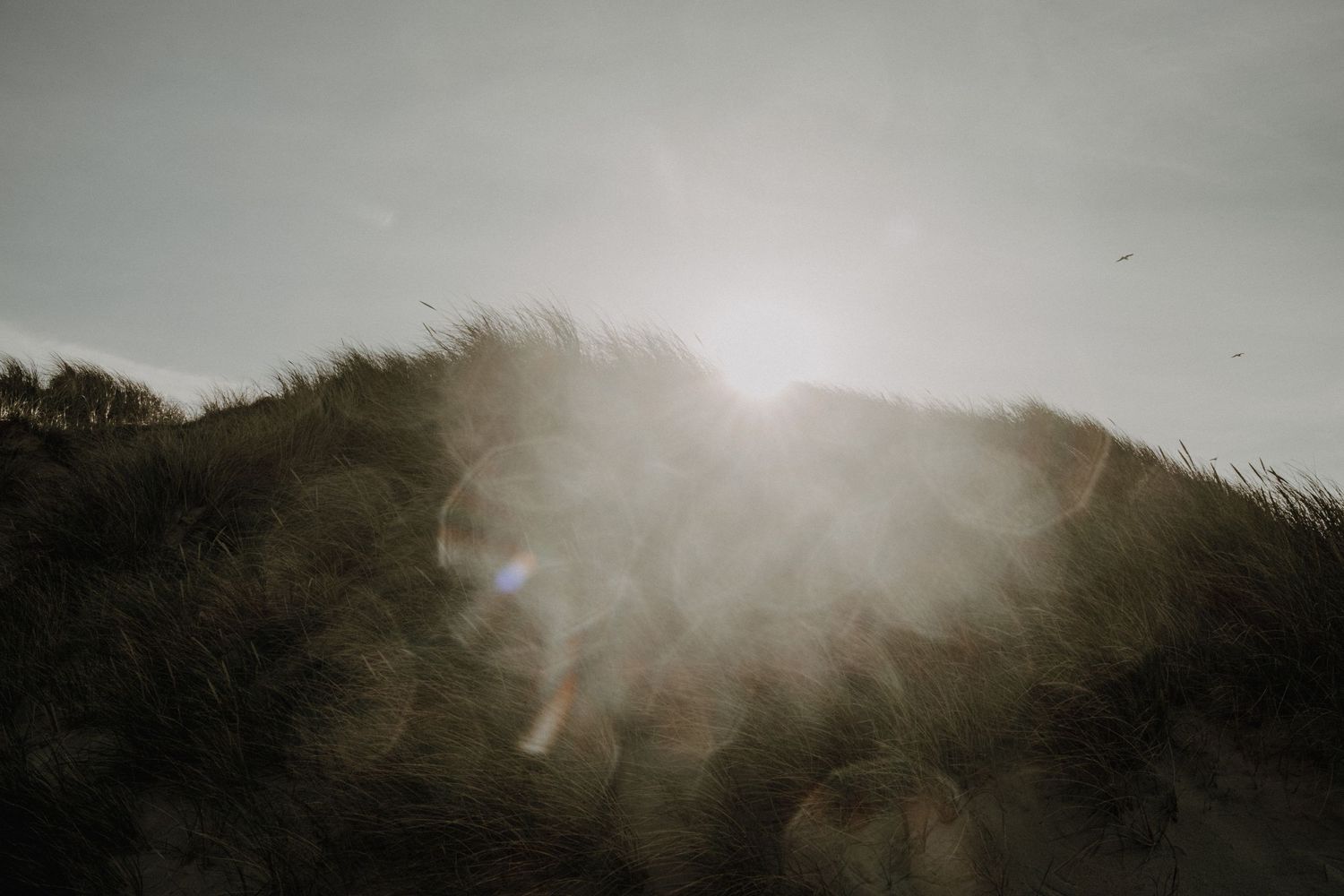 Sonnenflimmern am Deich