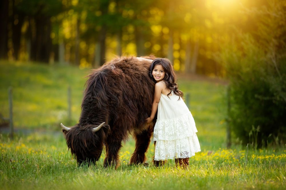 Young girl in white dress stands beside a fluffy Highland cow in a sunlit green meadow.