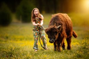A surprised girl in floral pants holds a leash attached to a young bison grazing in a sunny meadow.