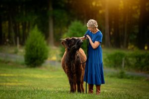 Woman in blue dress feeding a fluffy brown Highland calf on a green meadow at golden hour.