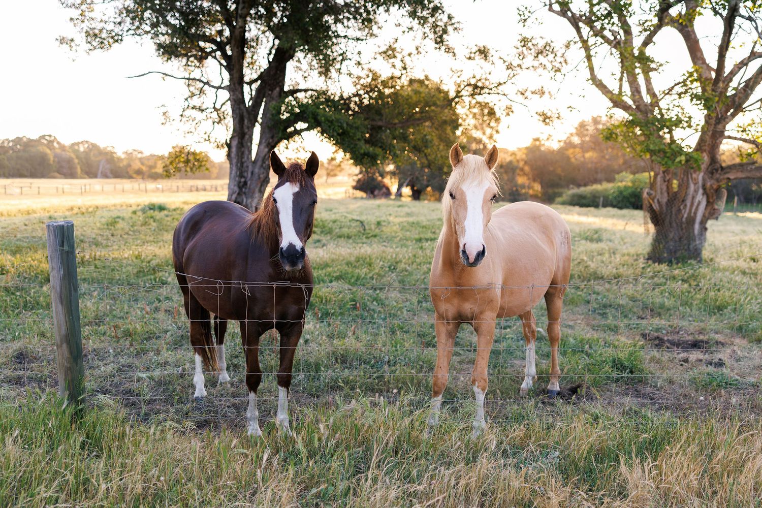 Maternity session with highland cows in Perth