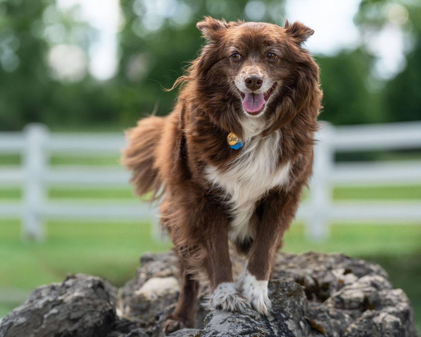 Happy brown and white Australian Shepherd dog standing on rocks outdoors with tongue out, wearing a colorful tag collar.