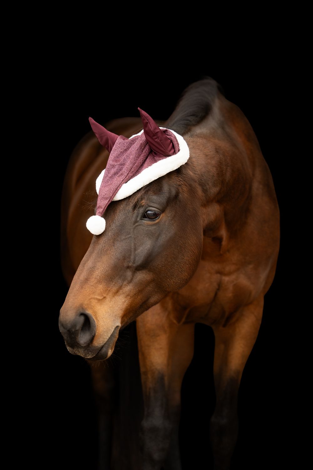 A bay horse wearing a festive red and white Santa Claus hat posed against a dark black background.