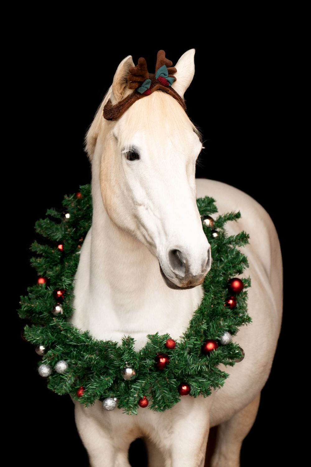 White horse wearing reindeer antlers and a festive Christmas wreath with red and silver ornaments on black background.