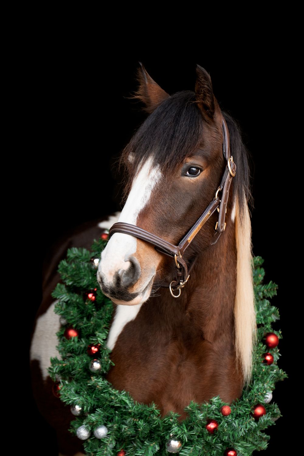 A brown and white paint horse wearing a leather halter and festive Christmas wreath with red and silver ornaments on black background.