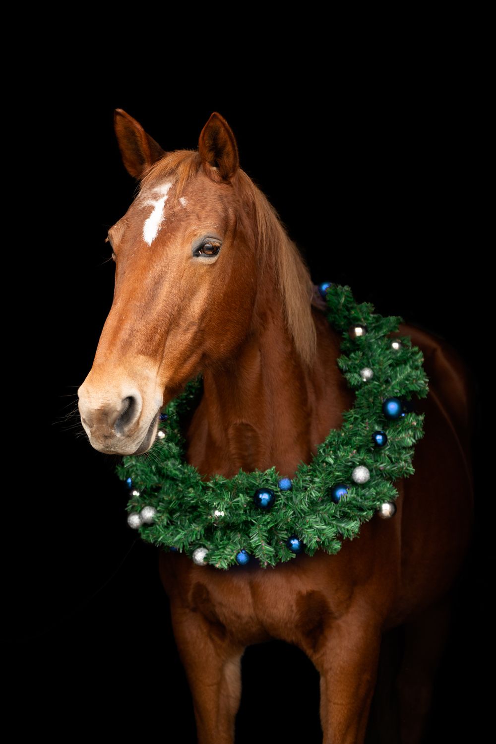 Chestnut horse wearing a festive green Christmas wreath with blue and silver ornaments against a black background.