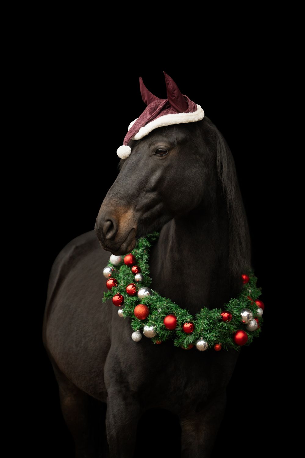 Dark bay horse wearing a Santa hat and festive Christmas wreath with red and silver ornaments on black background.