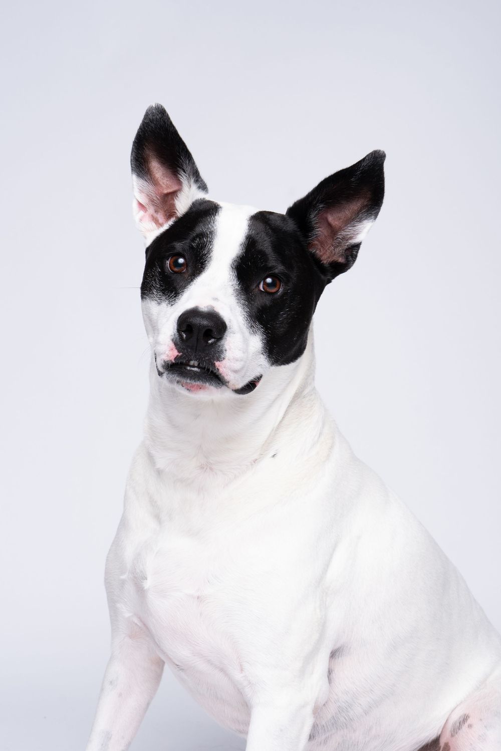 Black and white dog with large ears sitting upright against a light gray studio background, looking alert and attentive.