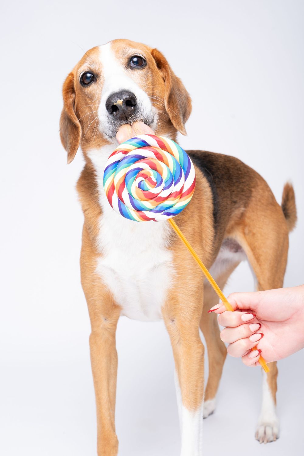 A beagle dog sniffing a colorful rainbow swirl lollipop held by a human hand on a white background.