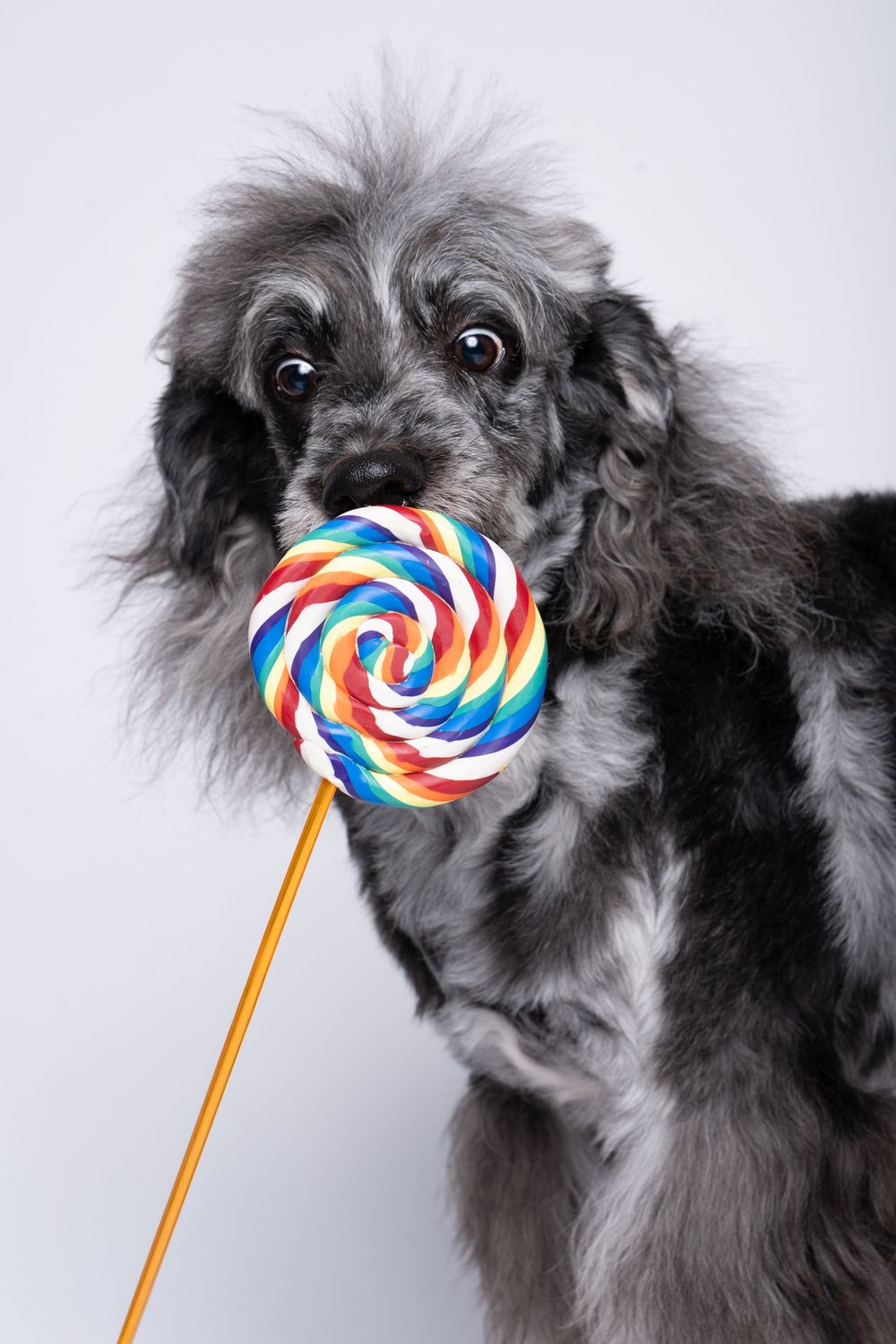 A fluffy gray dog holding a colorful swirled lollipop on a stick against a light gray background.