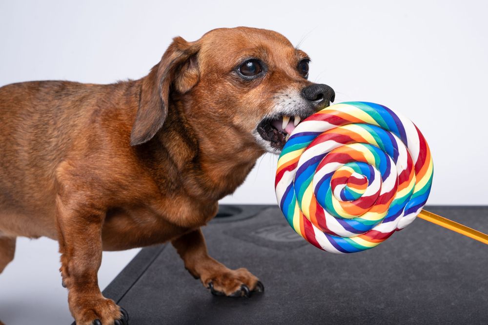 Brown dachshund biting a colorful rainbow swirl lollipop on a black surface against white background.