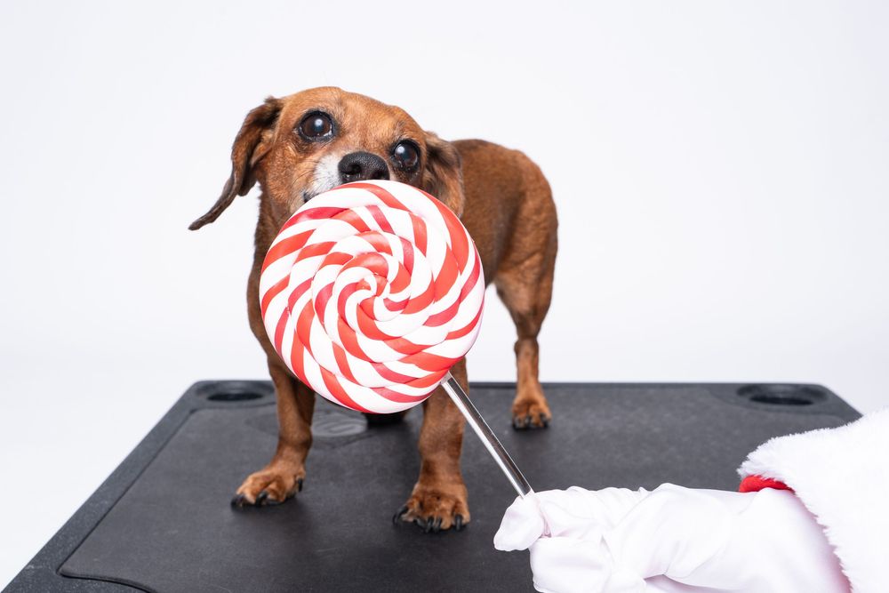 Cute brown dachshund holding a red and white swirl lollipop in its mouth on a black mat.